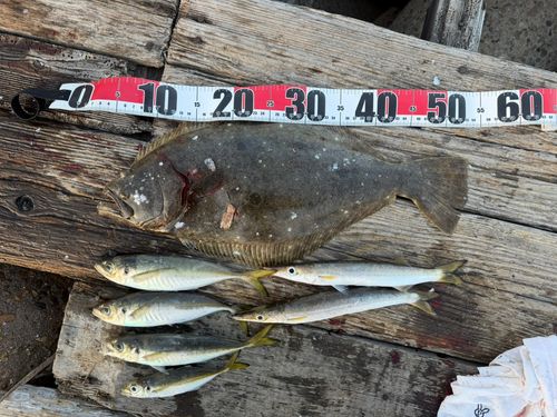 ヒラメの釣果