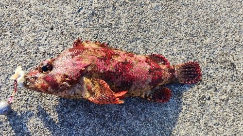 ヨロイメバルの釣果