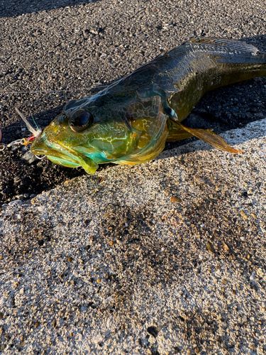 アナハゼの釣果