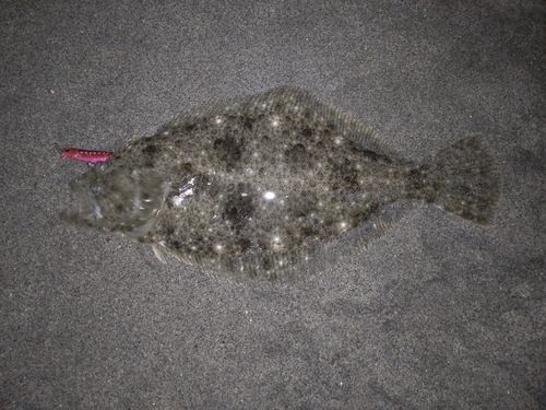 ヒラメの釣果