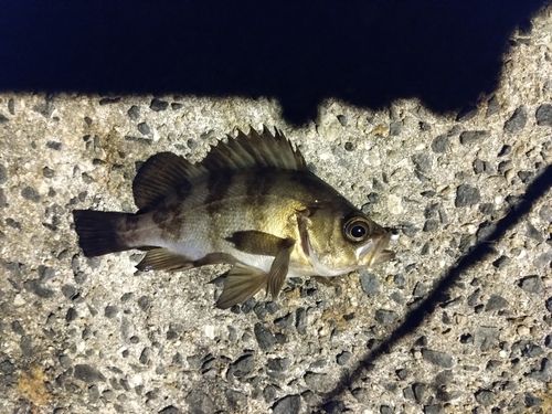 メバルの釣果