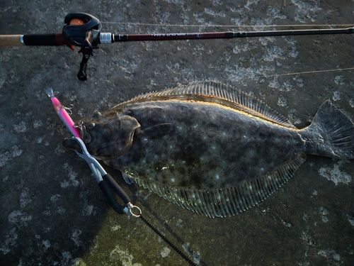 ヒラメの釣果