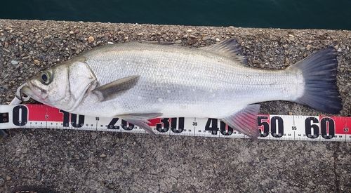 シーバスの釣果
