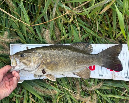 スモールマウスバスの釣果
