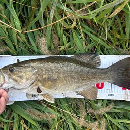 スモールマウスバス