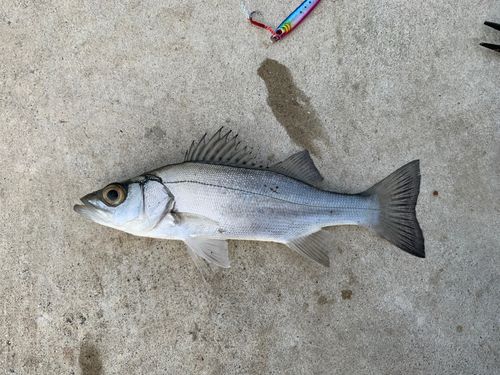 セイゴ（マルスズキ）の釣果