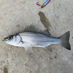 セイゴ（マルスズキ）