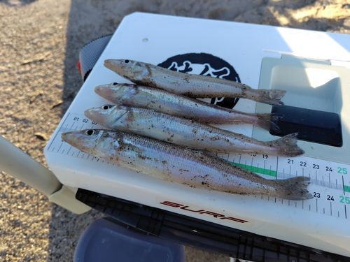 シロギスの釣果