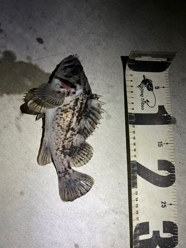 クロソイの釣果