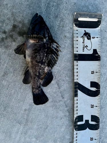 クロソイの釣果