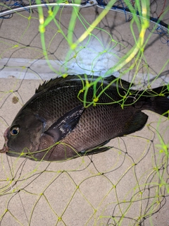 クチブトグレの釣果