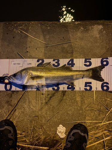 シーバスの釣果