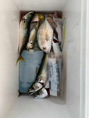 サバの釣果