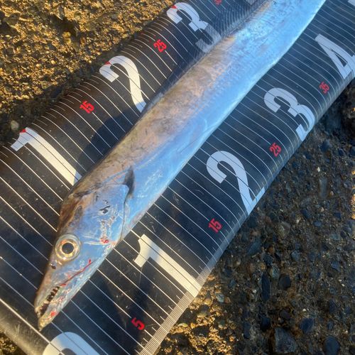 タチウオの釣果