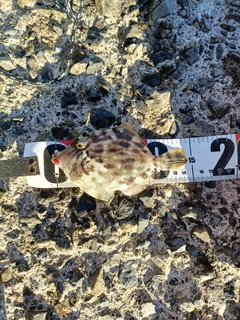 カワハギの釣果