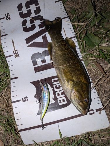 スモールマウスバスの釣果