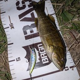 スモールマウスバス