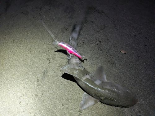 ドチザメの釣果