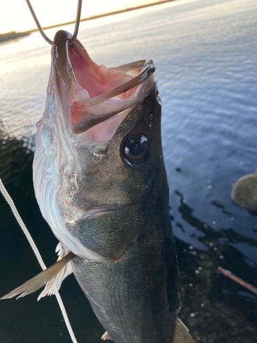 スズキの釣果