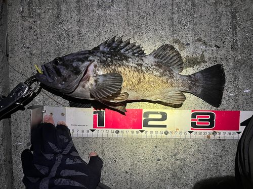 クロソイの釣果