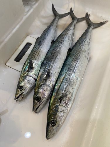サゴシの釣果