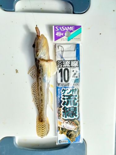 マハゼの釣果