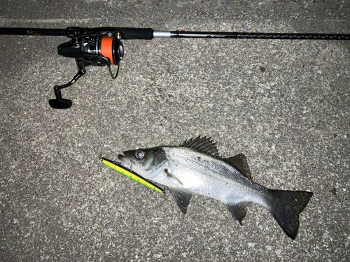 シーバスの釣果
