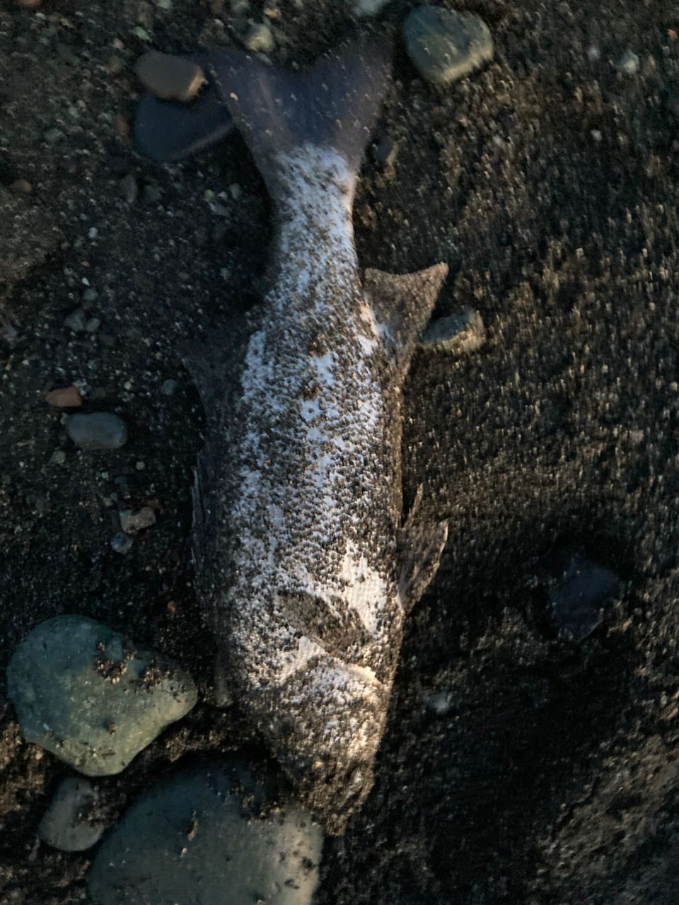 セイゴ（ヒラスズキ）