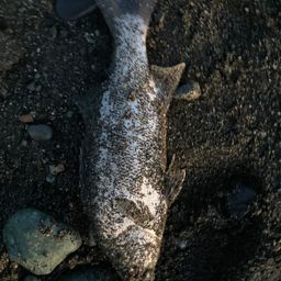 セイゴ（ヒラスズキ）