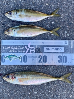 マアジの釣果