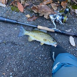 スモールマウスバス