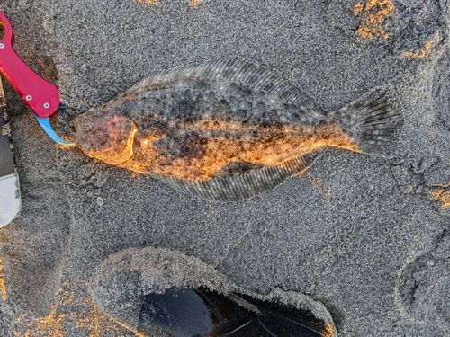ヒラメの釣果