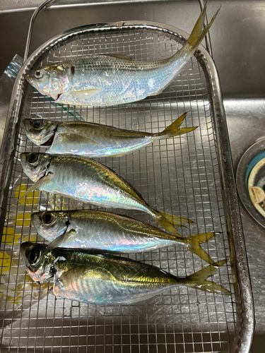 コノシロの釣果