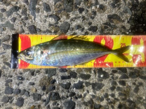 マアジの釣果