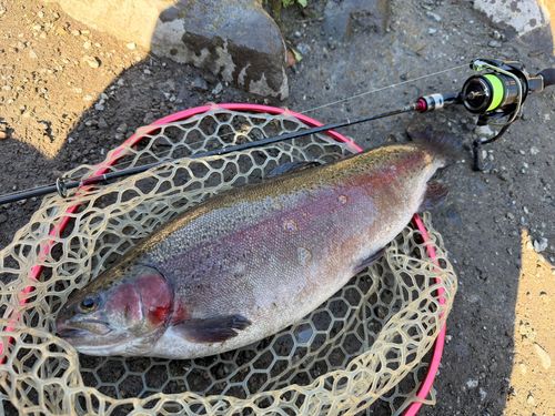 ニジマスの釣果