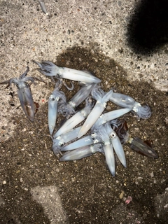 ヒイカの釣果