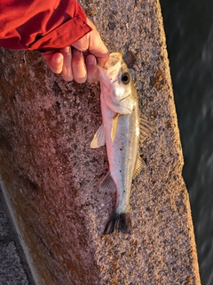 セイゴ（マルスズキ）の釣果