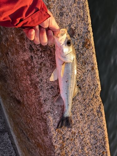 セイゴ（マルスズキ）の釣果