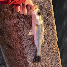 セイゴ（マルスズキ）