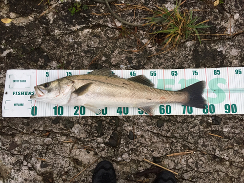 シーバスの釣果