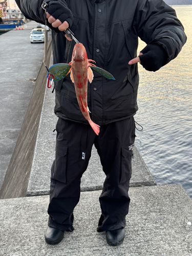 ホウボウの釣果