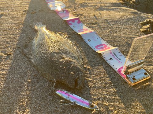 ヒラメの釣果