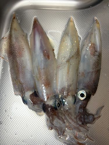 ヤリイカの釣果