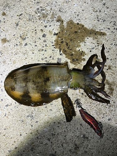 アオリイカの釣果