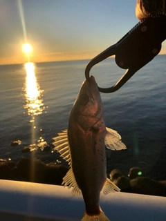 セイゴ（マルスズキ）の釣果