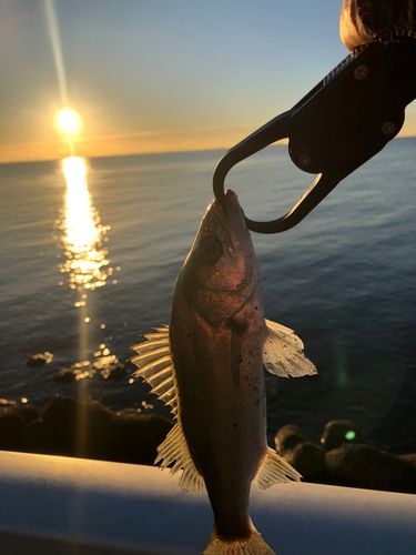 セイゴ（マルスズキ）の釣果
