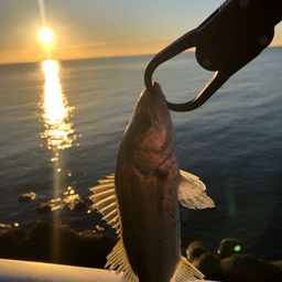 セイゴ（マルスズキ）