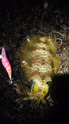 アオリイカの釣果