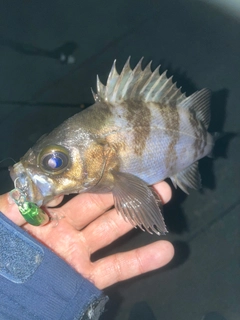 シロメバルの釣果