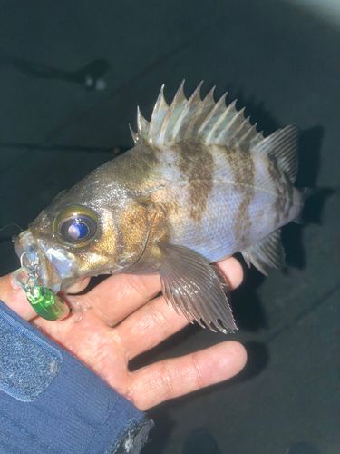 シロメバルの釣果